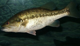 largemouth bass fishing
