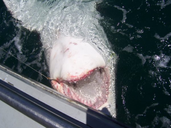 great white shark biting boat