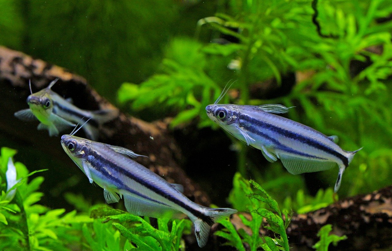 glass catfish