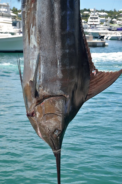 swordfish fishing