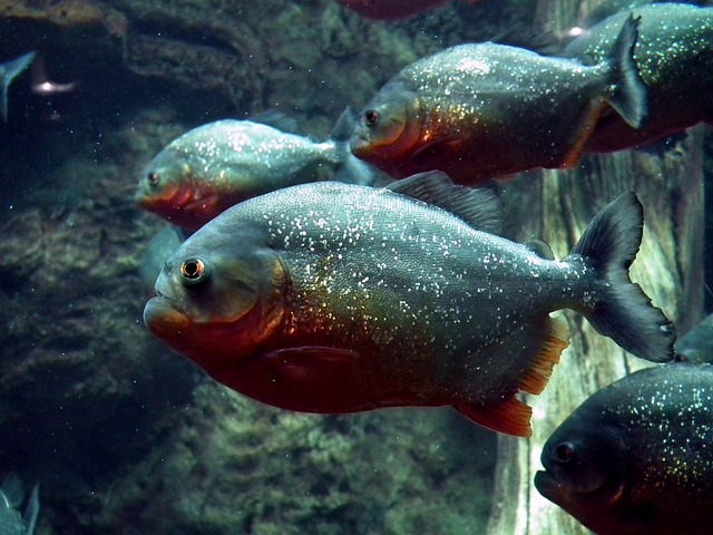 piranhas